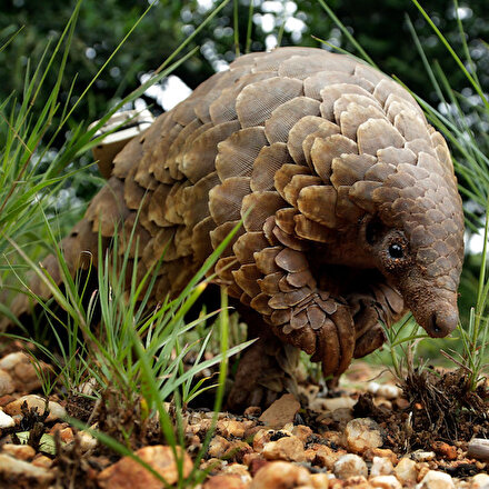 Koronavirüs bulaştırdıkları gerekçesiyle pangolin ile yarasanın tüketim ve satışı yasaklandı