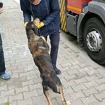 Uçuruma düşen köpek kendisini kurtaran itfaiye çalışanının peşini bırakmadı