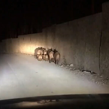 Aç kalan domuzlar şehre indi
