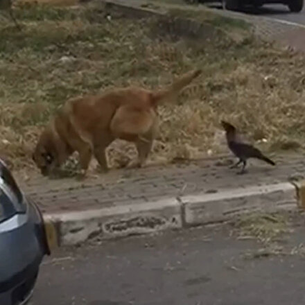 Pendikte bir karganın iki köpekle gülümseten mücadelesi kamerada