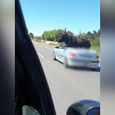 Fransada kaçan boğayı yakalayıp üstü açık araca bindirdiler