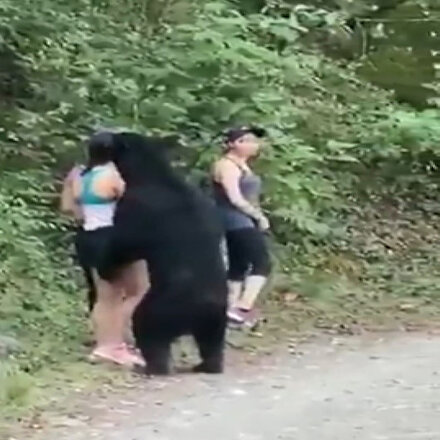 Görenler şaşkına döndü: Parkta karşılarına çıkan ayı ile selfie çektiler