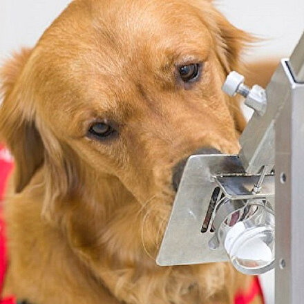 Koronavirüsü tespit eden köpekler altı haftada eğitiliyor: Yüzde 94 başarı sağlıyor