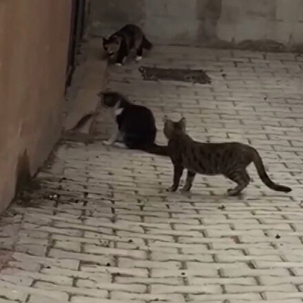 Dört kediye kafa tutan cesur fare kamerada
