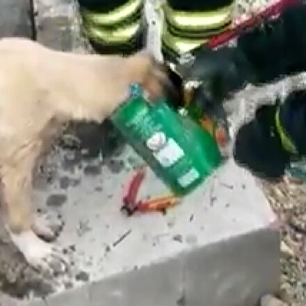 Denizlide itfaiye ekipleri, kafası konserve kutusuna sıkışan köpeği kurtardı