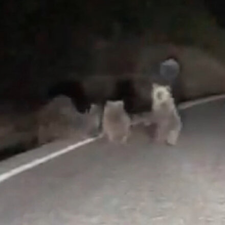 Tunceli’de karayoluna inen dört boz ayı böyle görüntülendi