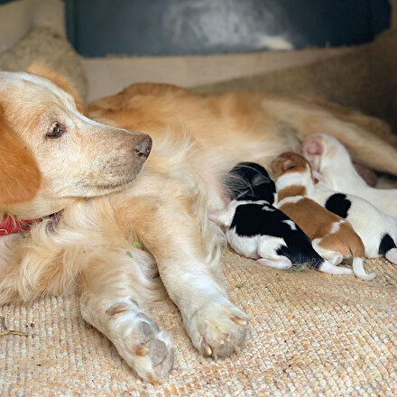 Annesiz kalan Rus fino köpeklerini Anadolu çoban köpeği besliyor