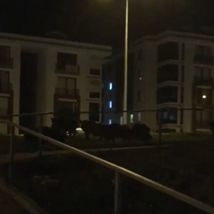 Bursada aç domuzlar şehre indi