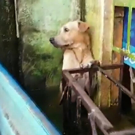 Meksikada selden kurtarılan köpeğin görüntüleri viral oldu