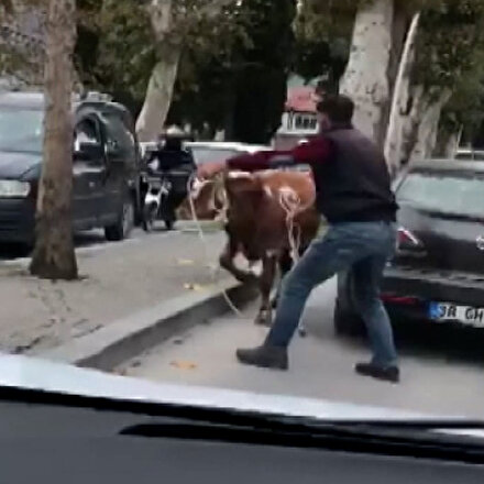 Amasyada sahibinin elinden kaçan boğa trafiği birbirine kattı