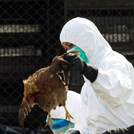 Güney Kore’de kuş gribi tehlikesi: 390 binden fazla tavuk ve ördek itlaf edildi