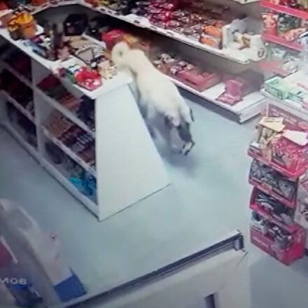 Sivasta marketten bir süre düşündükten sonra bisküvi alıp çıkan köpek kamerada