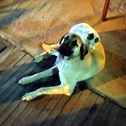 Böyle dostluk görülmedi: Vanda kedi ile köpeğin yakınlığı ilgi çekiyor