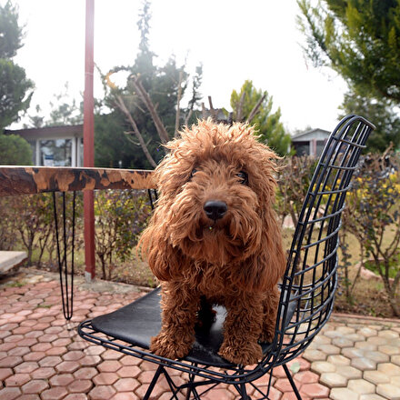Bu kafenin müşterileri köpekler