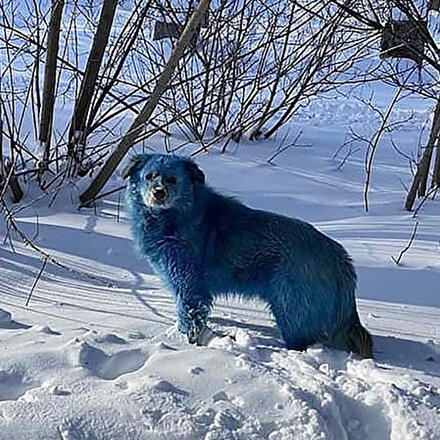 Görenler gözlerine inanamadı: Rusya’da mavi köpek paniği