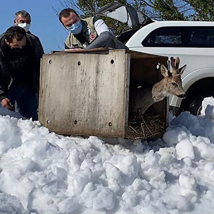 Sinop’ta yaralı karaca tedavisinin ardından doğaya salındı
