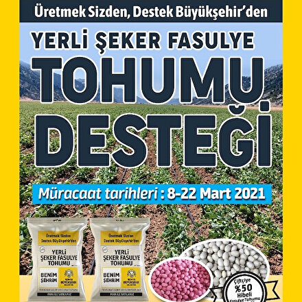 Konya Büyükşehir’den üreticiye yerli şeker fasulye tohumu desteği