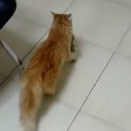 Anne kedi gözleri enfeksiyon kapan yavrularını doktora getirdi