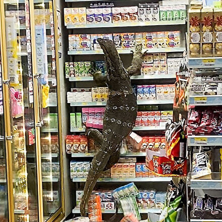 Taylandda markete giren dev kertenkele paniğe neden oldu