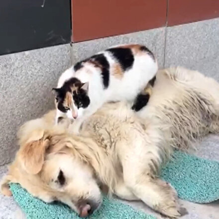Uyuyan köpeğin sırtına çıkıp masaj yapan kedi sosyal medyada gündem oldu