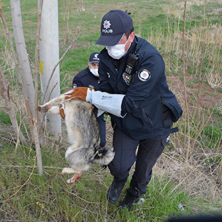 Yaralı köpeğin imdadına HAYDİ polisleri yetişti