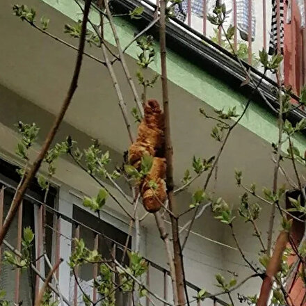 Apartmana korku salmış ve hayvan sanılmıştı: Kruvasan çıktı