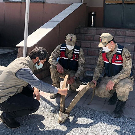 Araçlarında yaban keçisine ait boynuz trofesi bulunduran 4 kişiye 69 bin lira ceza
