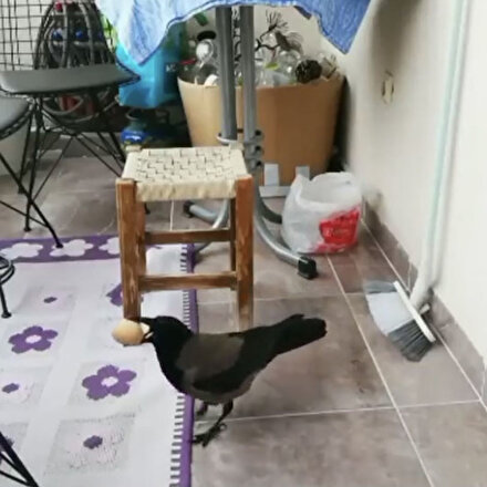 Balkondaki yumurtaları çalan karga kameraya yakalandı