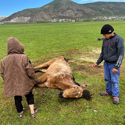 Ardahanda ayağı kırılan sahipsiz atı çocuklar elleriyle besledi