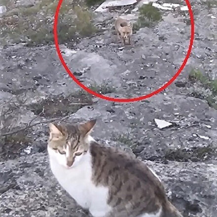 Tokatta tlki kedilerin yemeğine ortak oldu