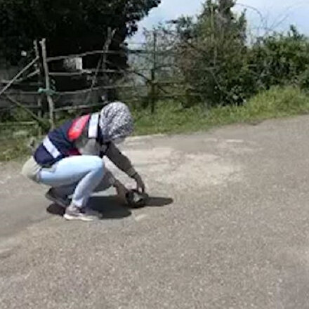 Kaplumbağaya jandarma şefkati