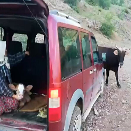 Köylüler yeni doğan buzağıyı götürünce inek sürüsü yolu kesti