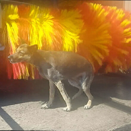 Akaryakıt istasyonundaki köpek yıkama zamanını kaçırmıyor