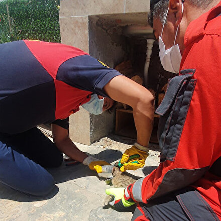 Bodrum’da başı konserve kutusuna sıkışan kedi kurtarıldı
