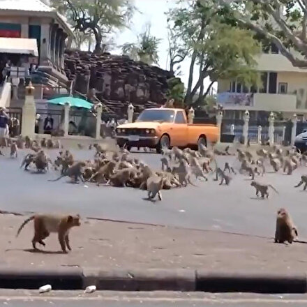 Taylandda maymunların çete savaşı