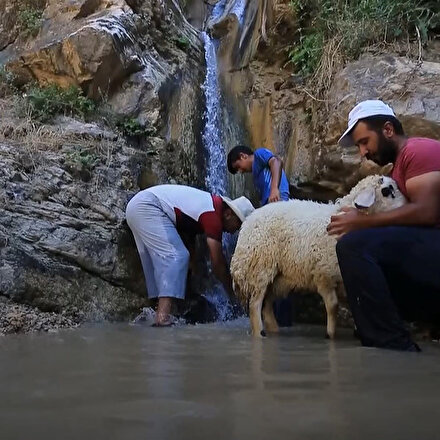 Küçükbaş hayvanların şelale banyosu