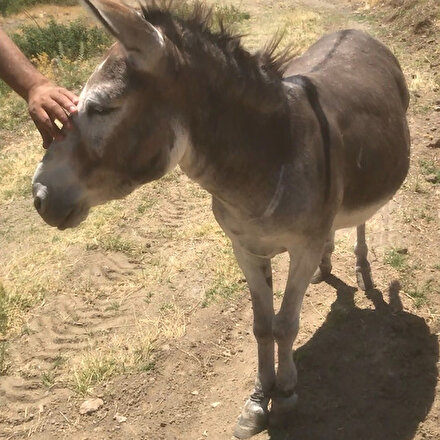 Ayakları telle bağlanıp ölüme terk edilen eşek köylülerce kurtarıldı