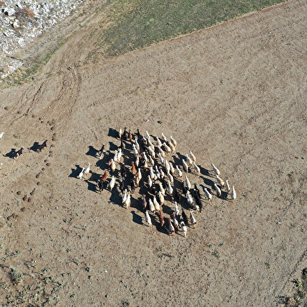 Denizlide kaybolan küçükbaşlar drone ile bulundu