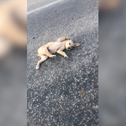 Sosyal medya bunu konuşuyor: Kaza geçiren yavru köpeği annesiyle birlikte aracına alarak tedavi ettirdi