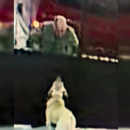 Saldırganlığını test ettiği Aksaray malaklısı cinsi köpeği 2 metrelik duvardan atarak çaldı