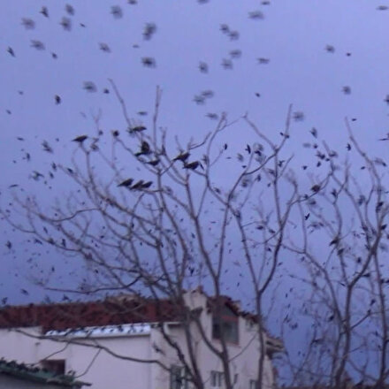 Tekirdağı kargalar bastı: Görüntüler korku filmlerini aratmadı