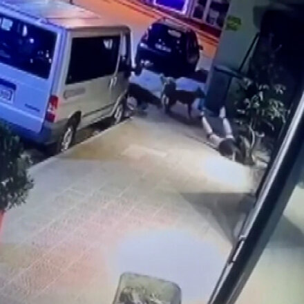 Tokatta sokak köpeklerinin Sudeye saldırdığı anlar kamerada