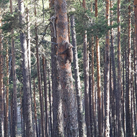 Boluda yavru ayıların ağaca tırmanmaya çalışması kamerada