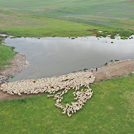 Kangal Akkaraman ırkı koyunların yetiştirildiği TİGEMin arazisine 8 gölet yapıldı