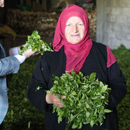 Kaliteli çay için özel sektör ÇAYKUR ile yarışa girdi