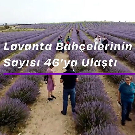 Bakan Kirişçi paylaştı: Uşakta lavanta bahçelerinin sayısı 46ya ulaştı