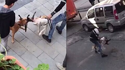 two pitbulls shred street cat in istanbul