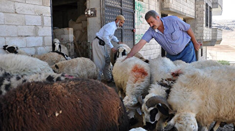 ولاية تركية تتوقع بيع مليونين من الأغنام حتى عيد الأضحى