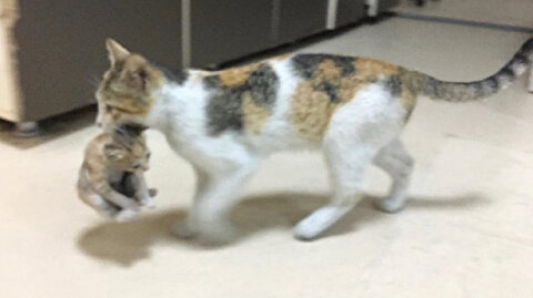 Japanese Woman Thanks Turk Medics For Treating Kitten