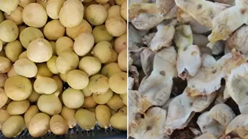 Mersin’de incir sezonu sona erdi: Üreticisinin yüzü güldü